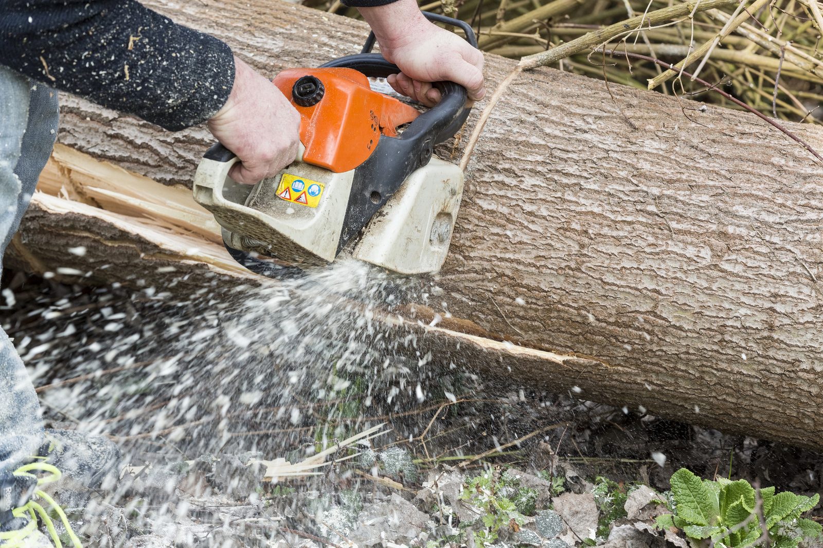 Person using an orange chainsaw to cut a large fallen log