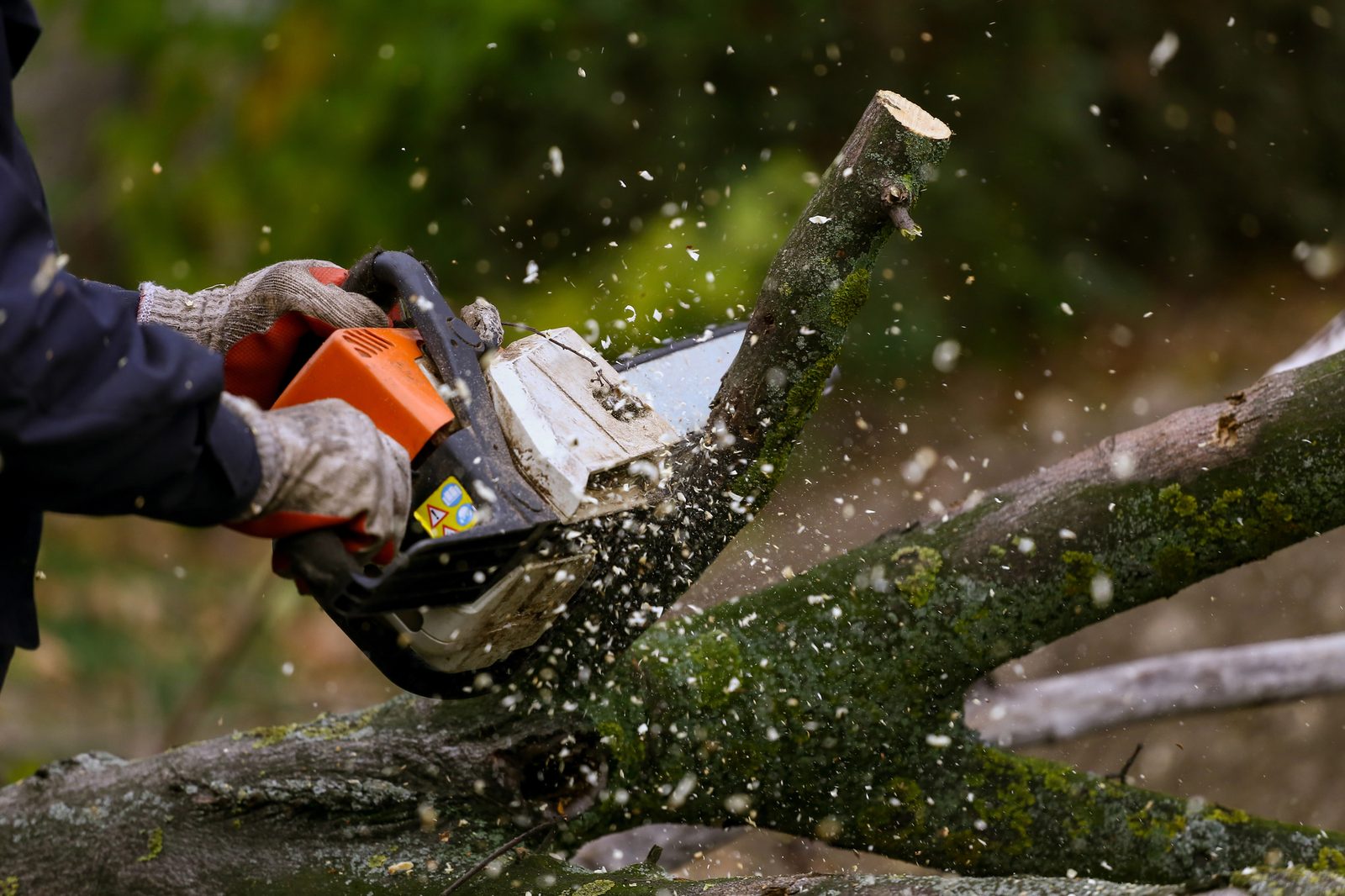 Worker using orange chainsaw to cut moss-covered tree branches