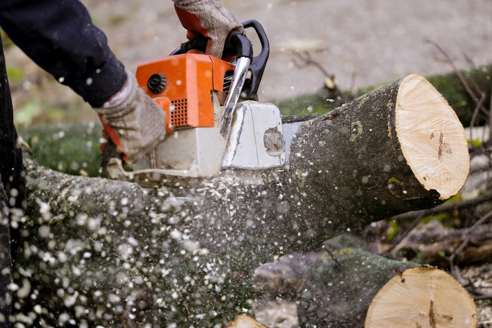Person using orange chainsaw to cut through large fallen tree logs