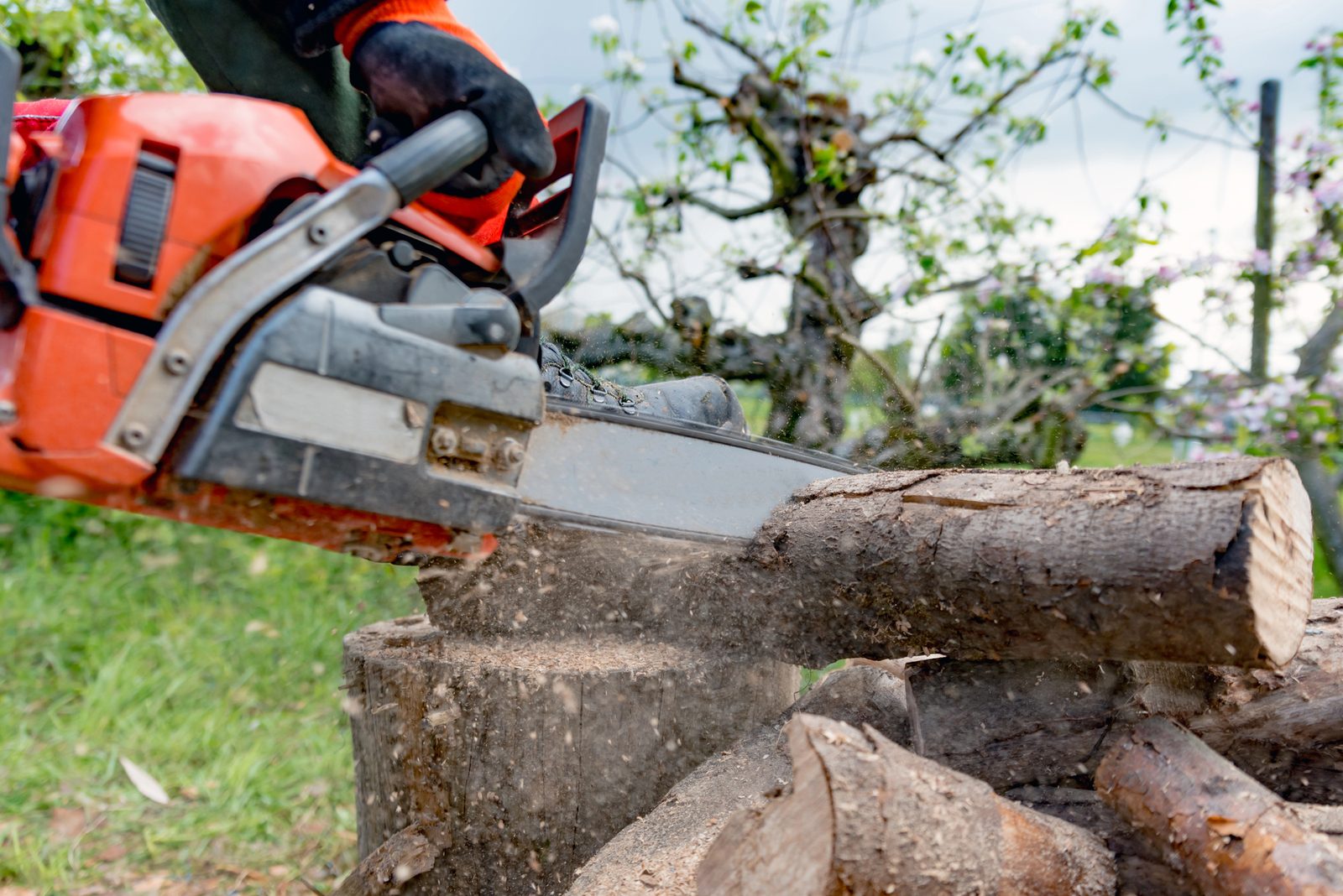 Person using orange chainsaw to cut logs into sections outdoors in a garden with blooming trees in background.