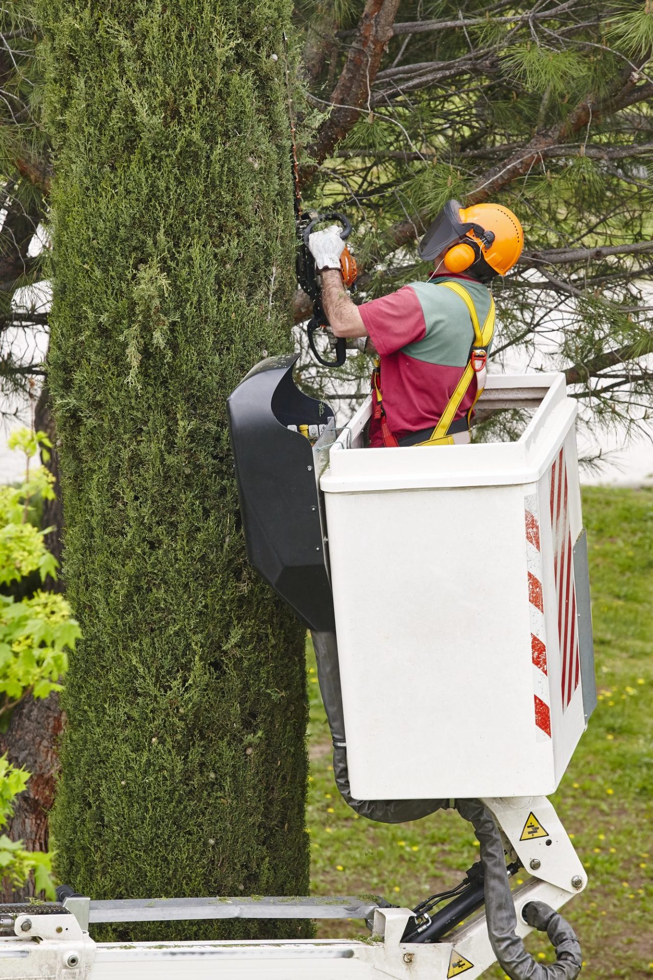 Arborist in orange helmet using chainsaw from cherry picker bucket to trim tall cypress tree
