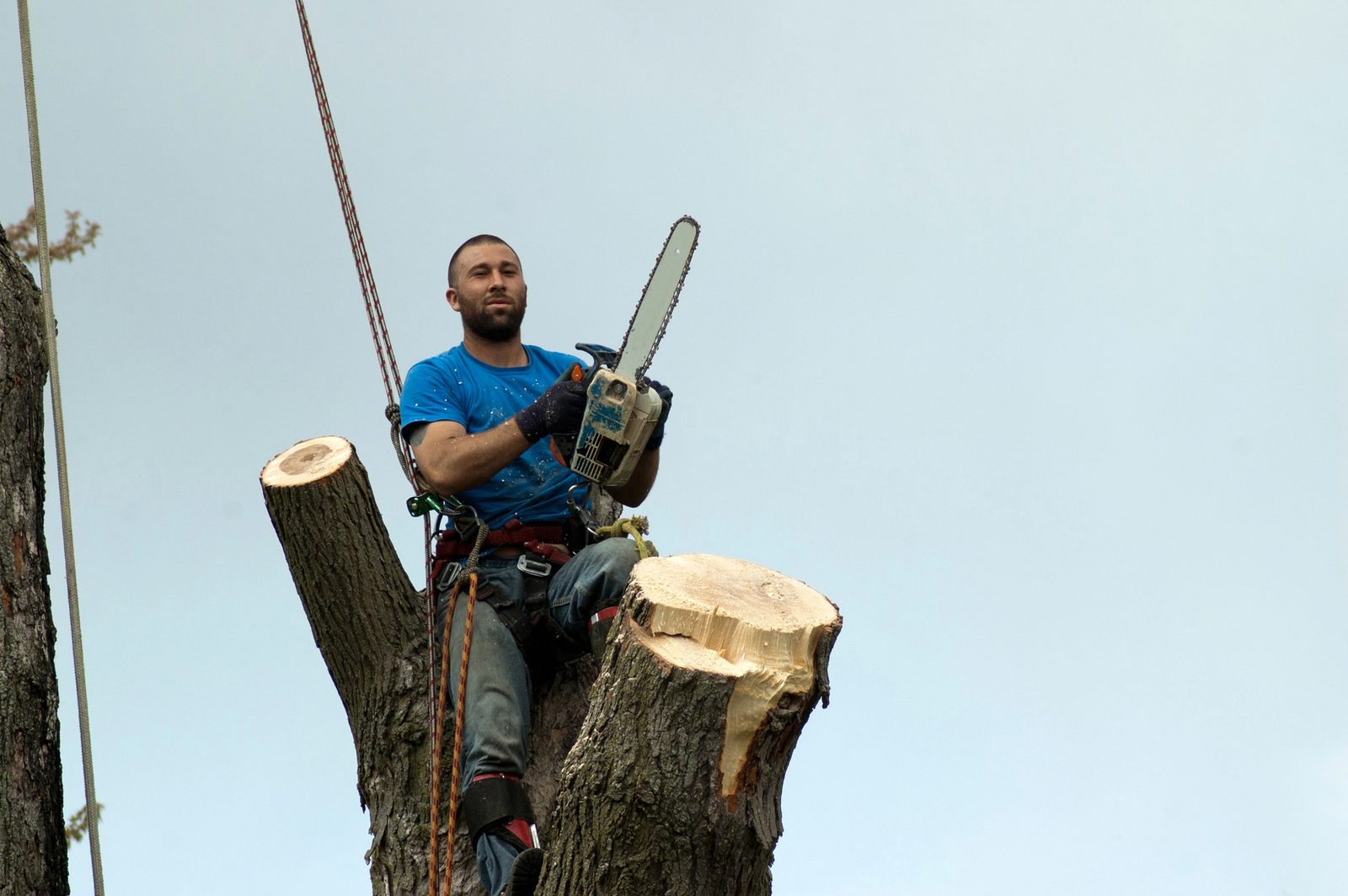 Arborist perched atop a large tree trunk holding a chainsaw