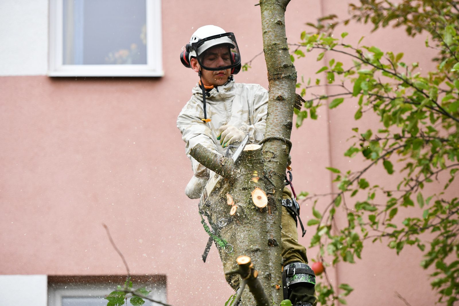 Arborist in safety helmet and face shield using a chainsaw to cut branches high in a tree