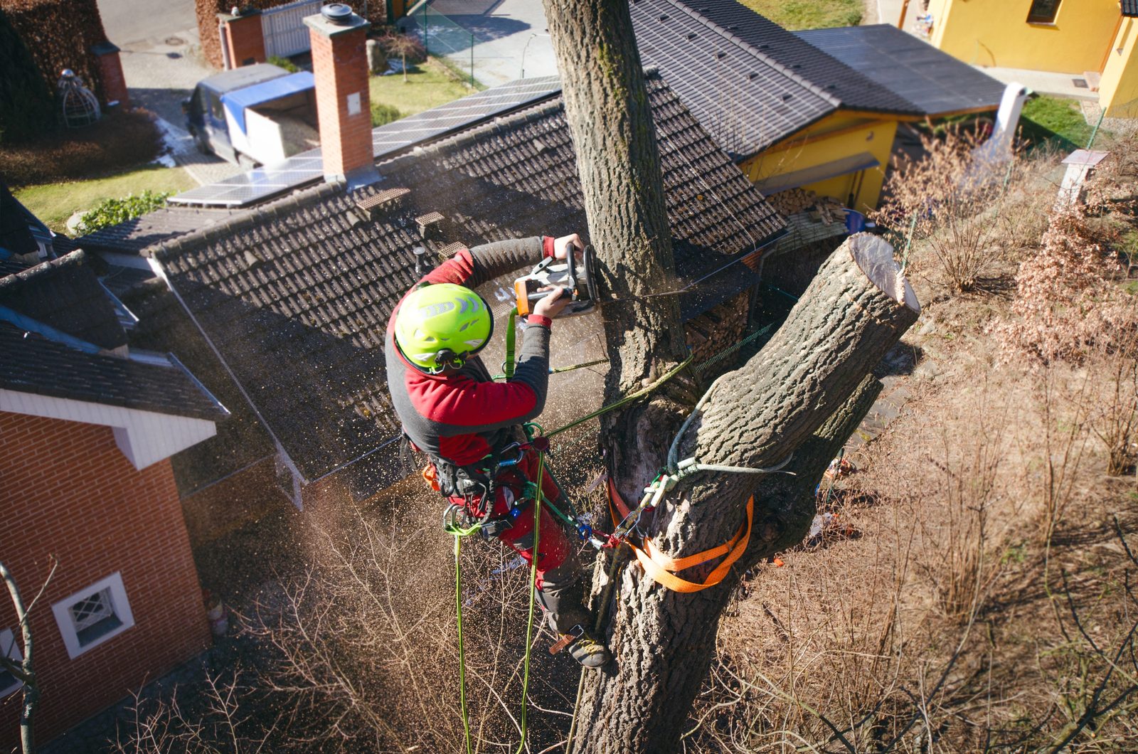 Arborist in green helmet and safety harness using chainsaw to trim large tree branches high above residential 