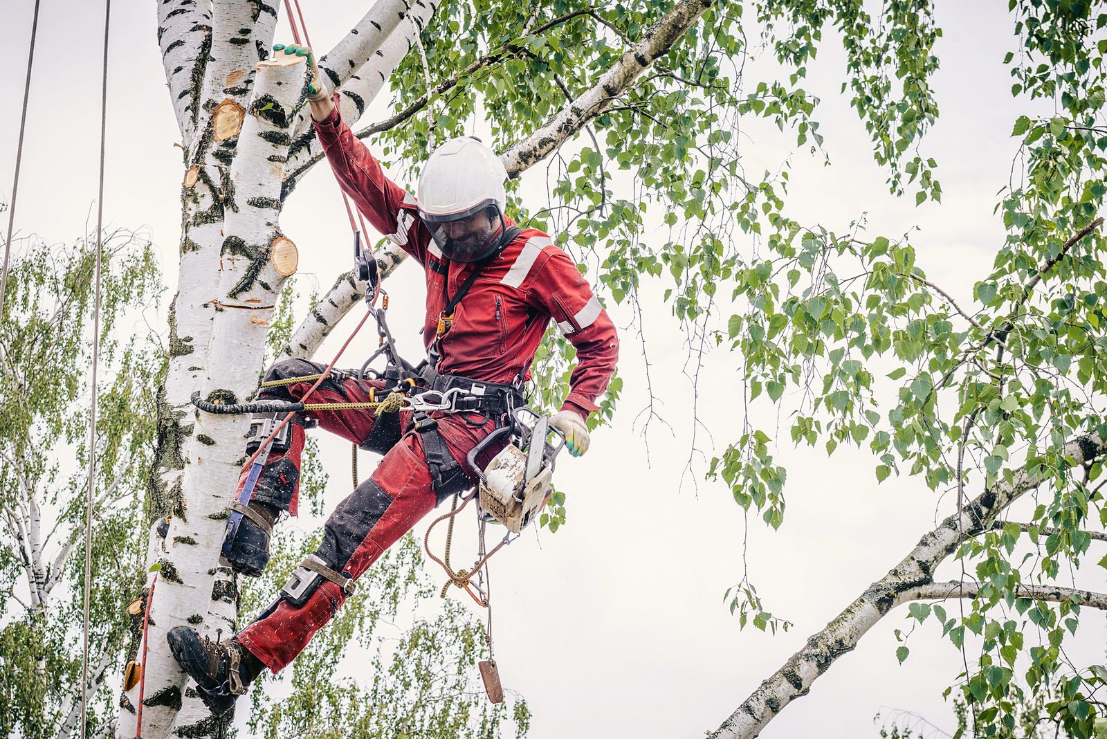Arborist in red safety gear and helmet pruning a birch tree using ropes and a chainsaw