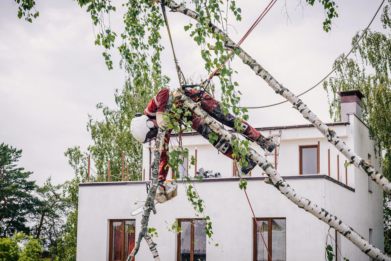 Arborist in red safety gear using a chainsaw to trim a large birch tree near a white residential building