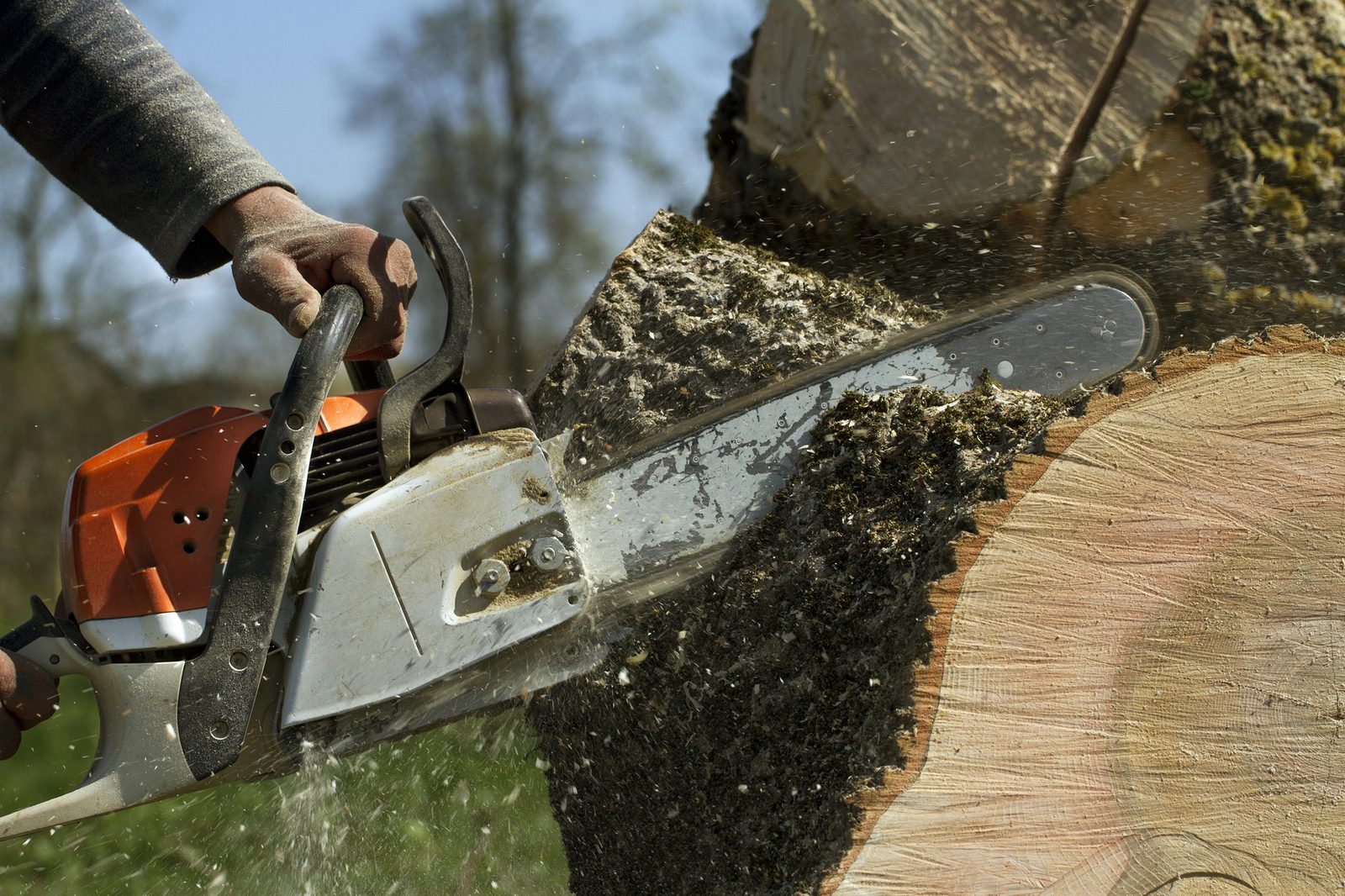 Worker using orange chainsaw to cut through a large tree trunk