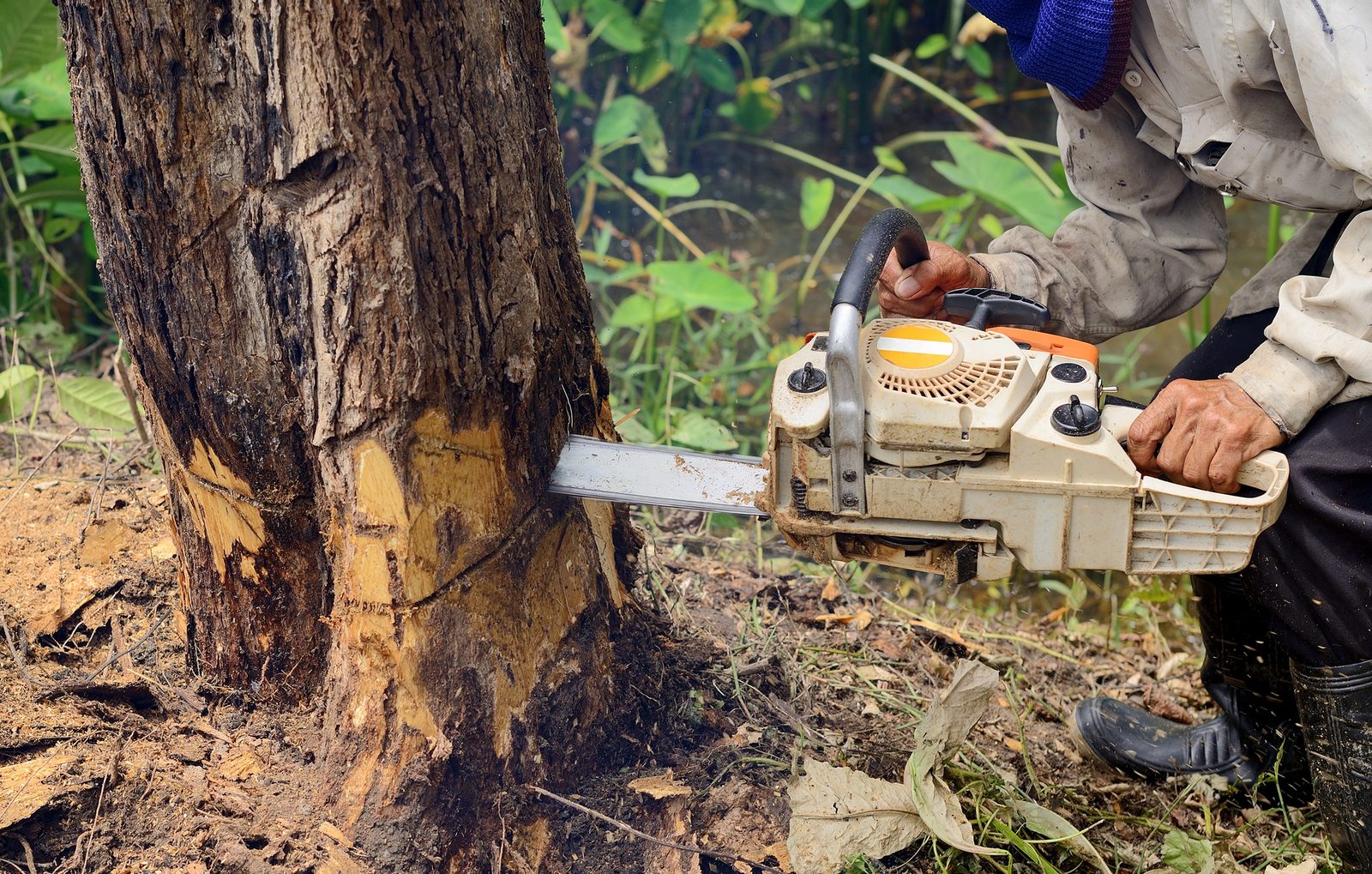 Worker using a gas chainsaw to cut down a large tree trunk at ground level in a forest