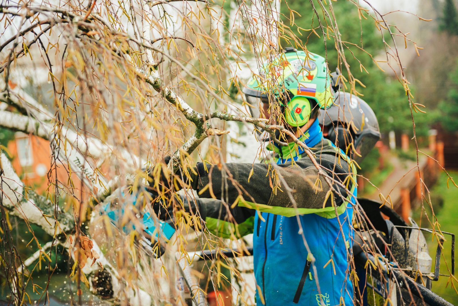 Arborist in blue jacket and safety helmet pruning branches of a weeping birch tree