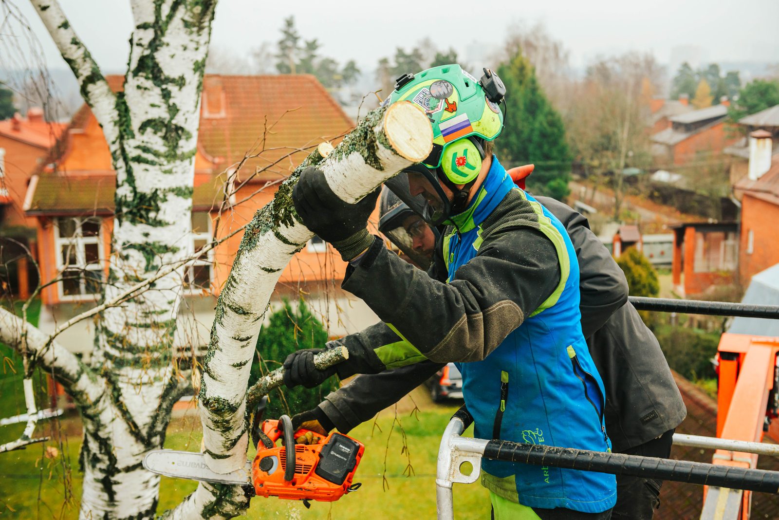 Arborist in safety helmet and gear cutting a birch tree with a chainsaw from an elevated work platform