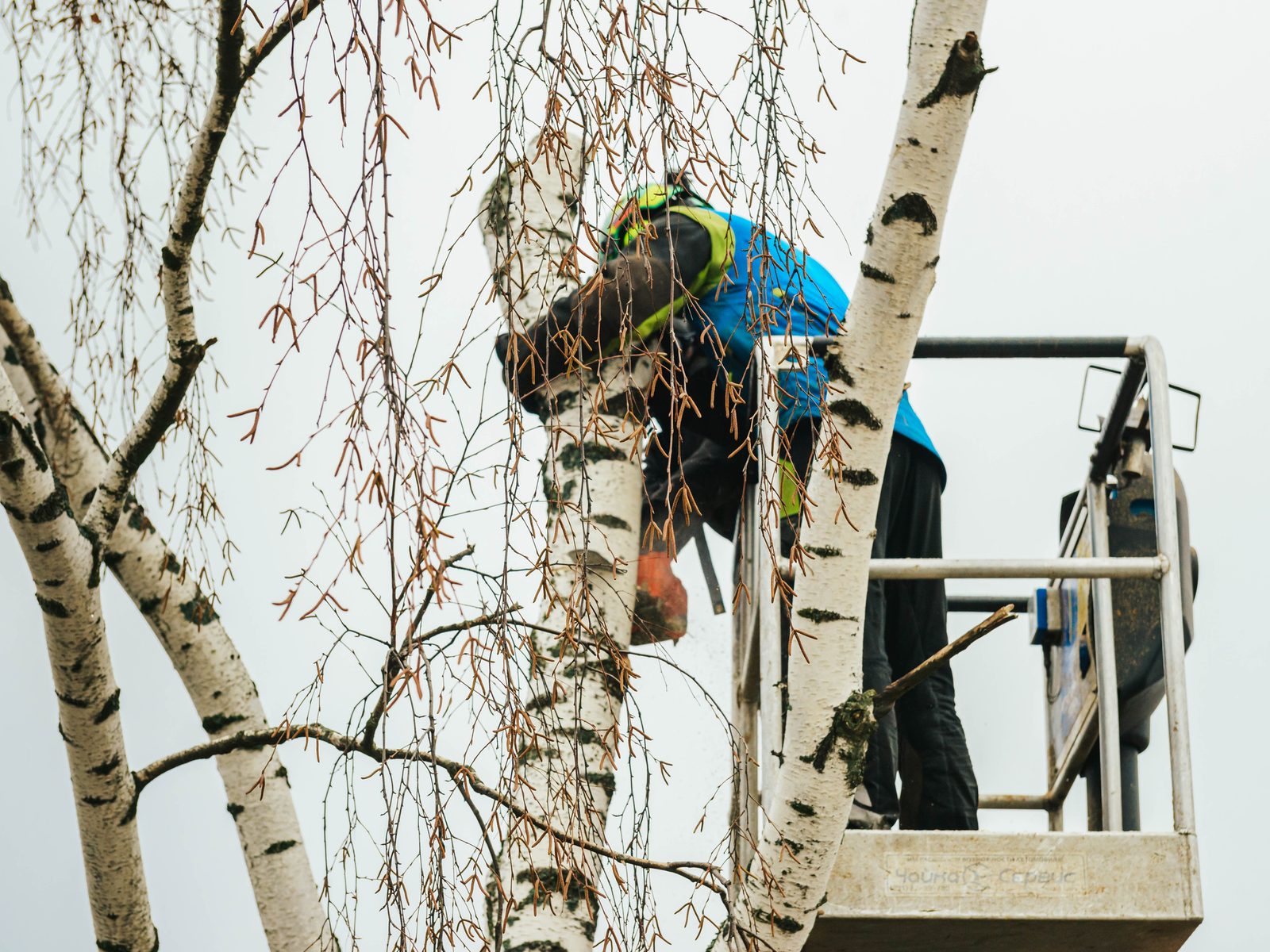 Arborist in safety gear using a cherry picker to prune a white birch tree in winter