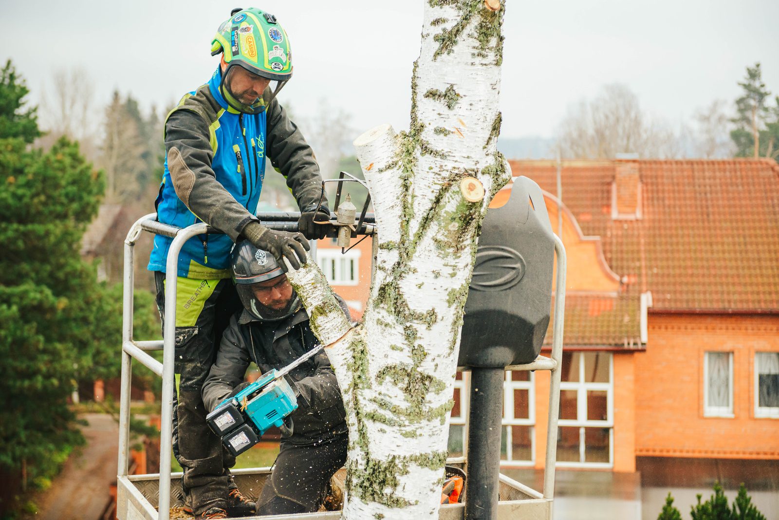 Two arborists in a lift bucket cutting a birch tree with a chainsaw near a residential building.