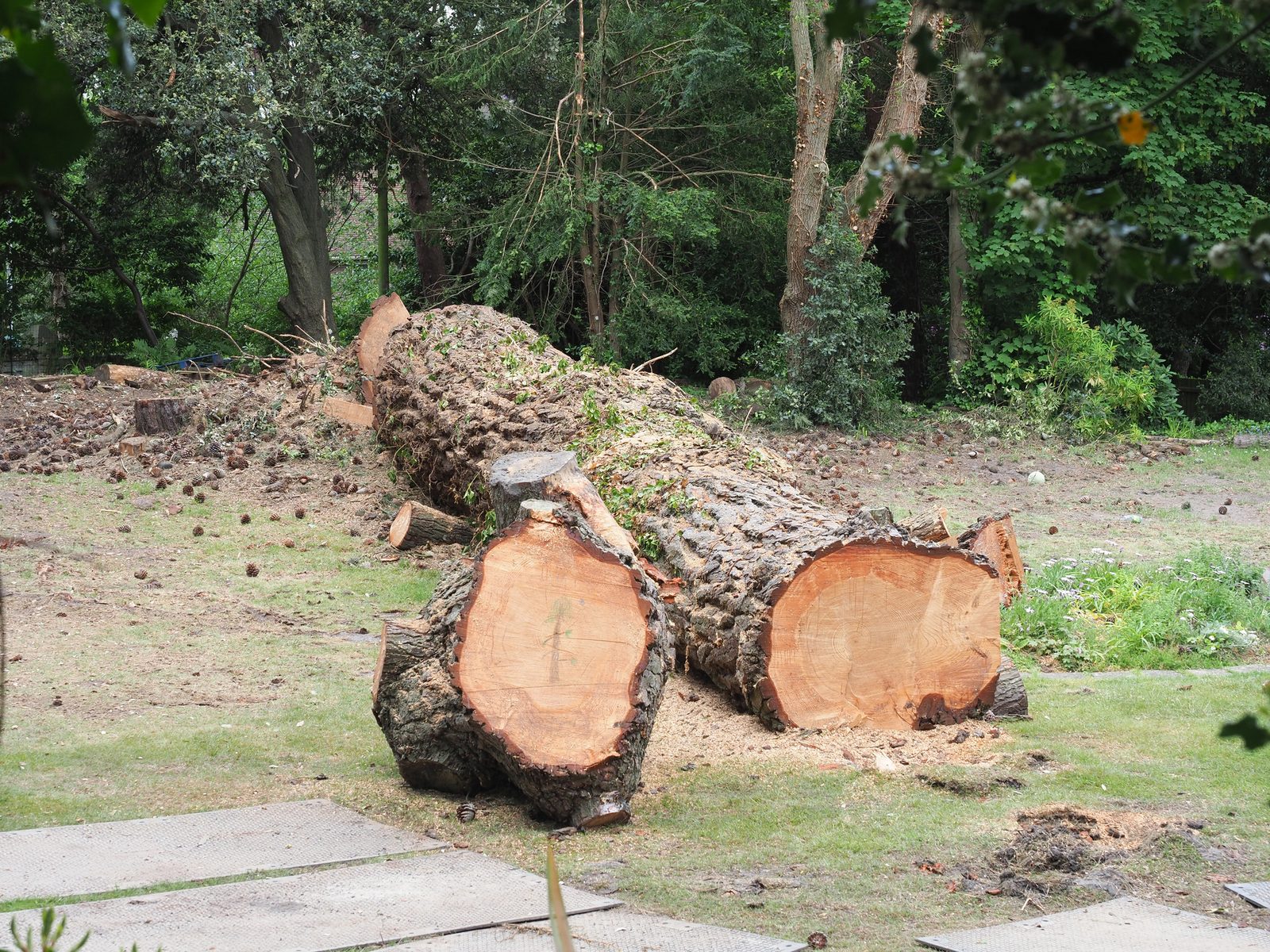 Large felled tree trunk cut into sections lying on grass surrounded by woodland and tree stumps