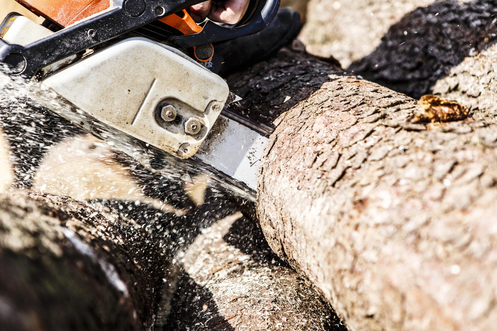 Chainsaw cutting through a large log with sawdust flying