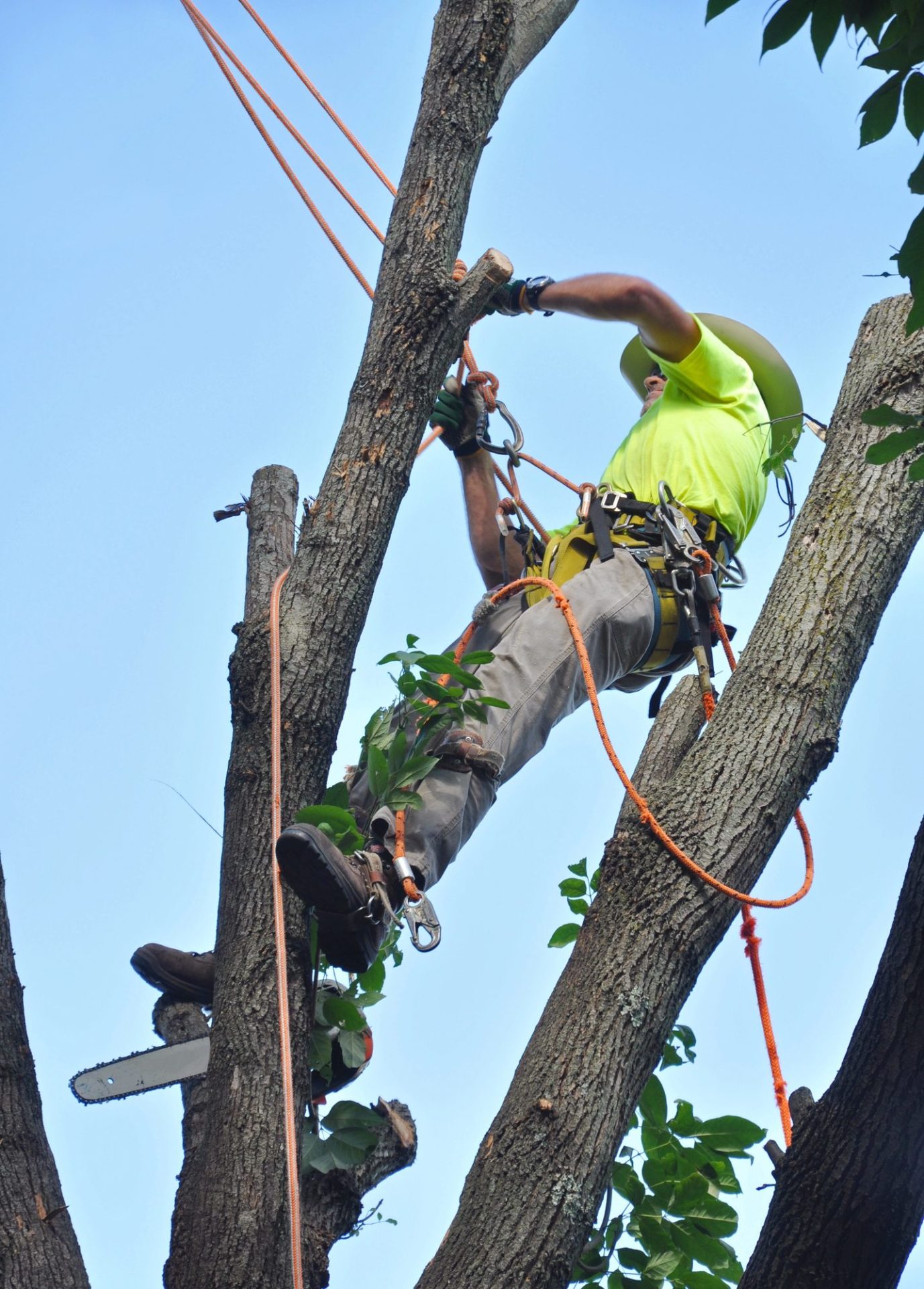 Arborist in neon shirt climbing tall tree with safety harness and ropes