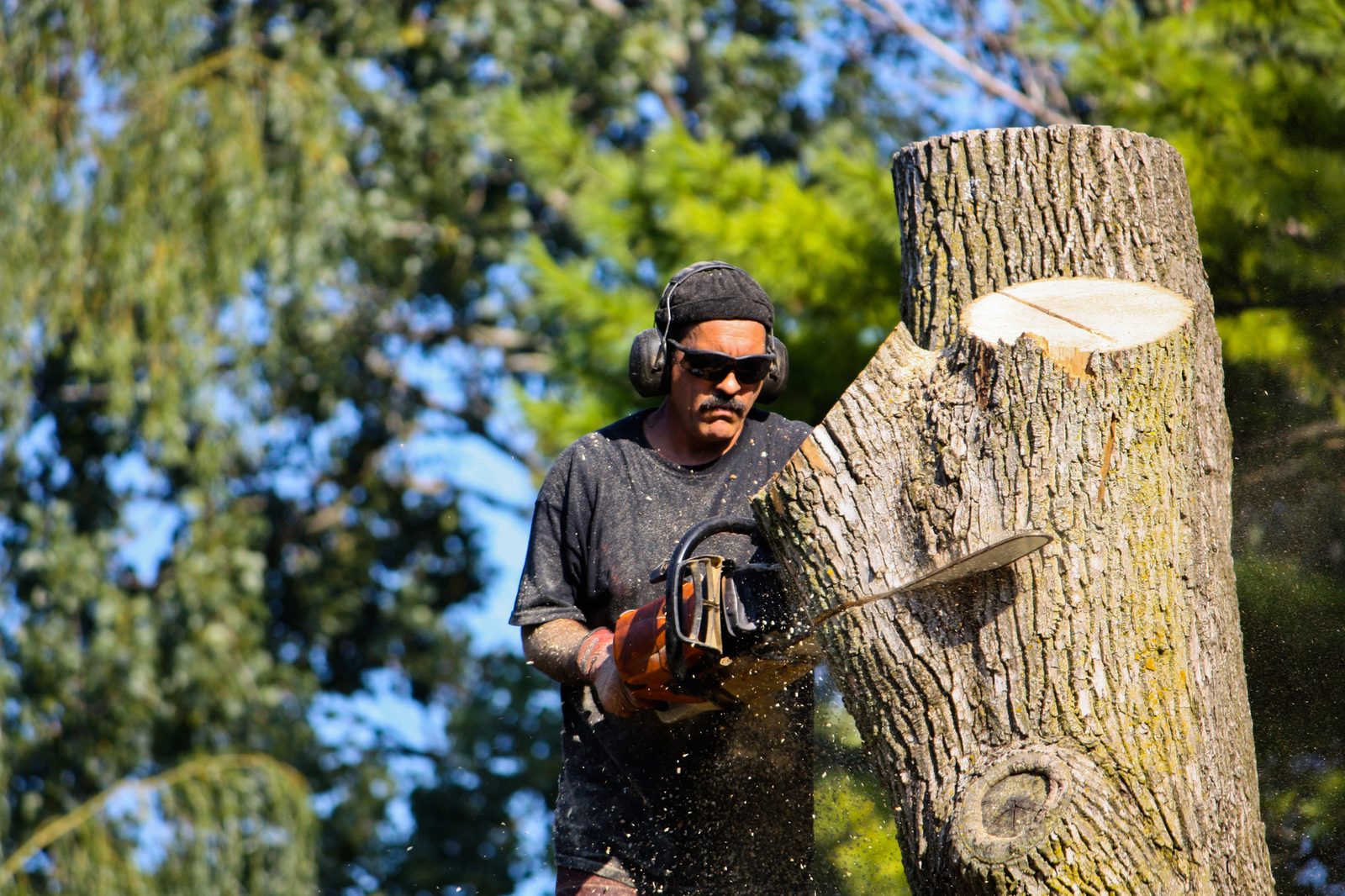 Male arborist using a chainsaw to cut a large tree trunk